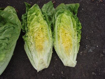 Picture of Lettuce Little Gem Cucaracha Pills